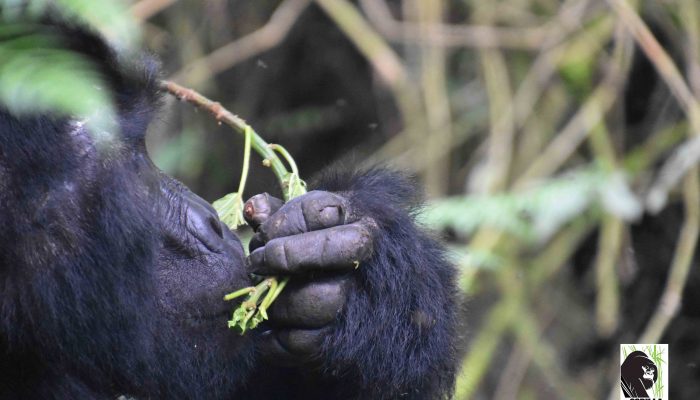Gorilla Tracking In Mgahinga National Park