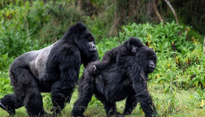 Gorilla Trekking In Bwindi Impenetrable Forest