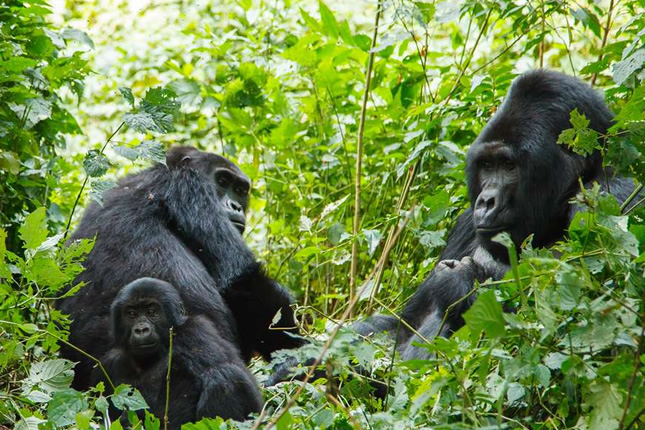 Bwindi Forest Gorillas