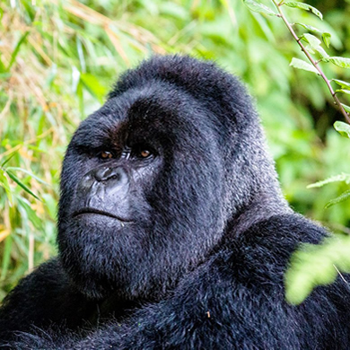 Mountain Gorilla in Bwindi