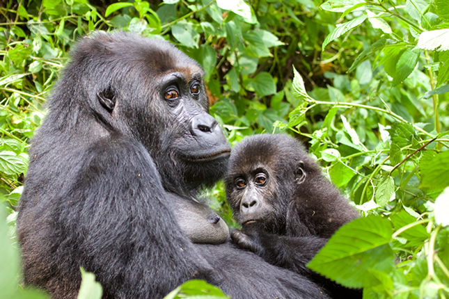 Female Grauers Gorilla