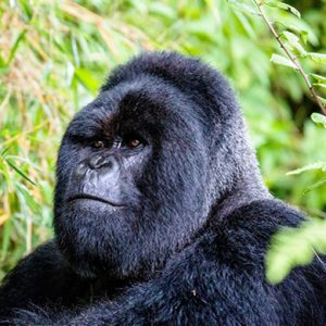 Bwindi Gorilla Trekking 
